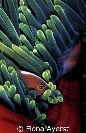 Clown fish in Indonesia by Fiona Ayerst 