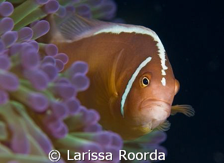 Clownfish, 105mm by Larissa Roorda 