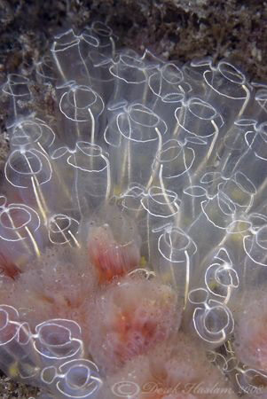 Light bulb sea squirts. Trefor pier. D200, 60mm. by Derek Haslam 