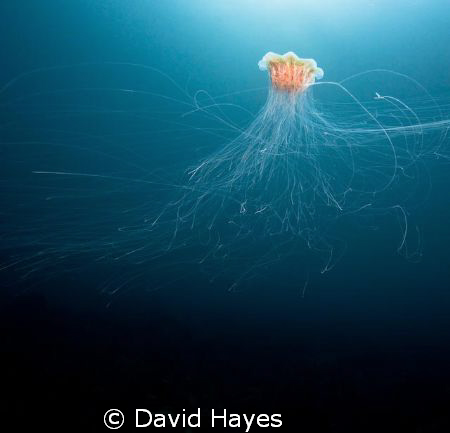 Lion's Main Jellyfish photographed in November while divi... by David Hayes 