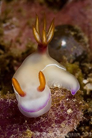 Hypselodoris bullocki.  Ningaloo Reef, Western Australia.... by Ross Gudgeon 