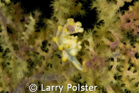Yellow pigmy, Dumageute, Philippines, D300, 105VR, DS-160... by Larry Polster 