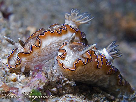 Two Glossodoris sp. Nudibranchs - Penjor Reef, Bali (Cano... by Marco Waagmeester 
