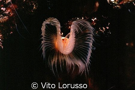Worms - Protula tubularia by Vito Lorusso 
