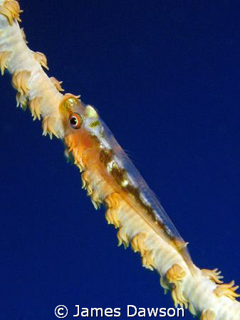 Whip coral goby shot with Canon G9 and internal strobe. W... by James Dawson 