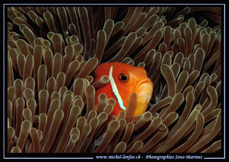 A clown fish in it's Anemone ... :O) .... by Michel Lonfat 