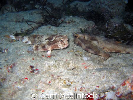 Batfish stare down...Taken on the Caribbean side of Isla ... by Sam Mcclintock 