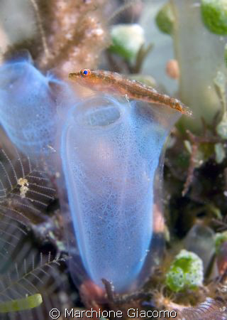 Soft home
Nikon D200 , 60 micro , twin strobo
Lembeh st... by Marchione Giacomo 