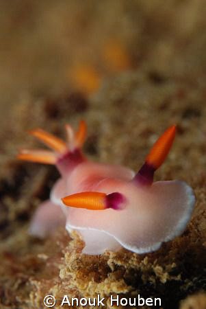 Hypselodoris bullockii. Picture taken on the second reef ... by Anouk Houben 