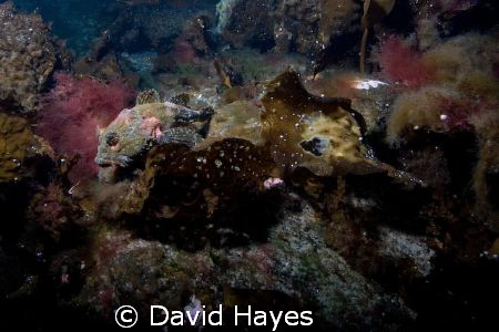 November diving in Alaska's Prince William Sound. A small... by David Hayes 