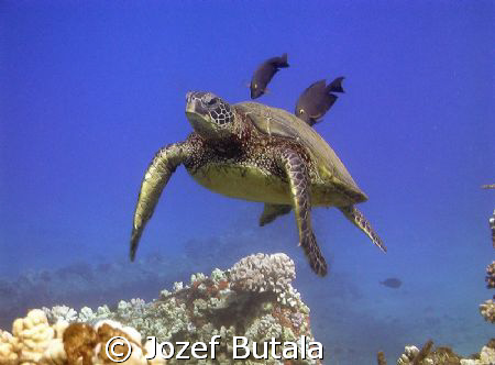 Turtle"almost" at cleaning station....pic taken with camc... by Jozef Butala 
