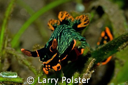 One of many nudis..Dumageute, Philippines, D300, 105VR by Larry Polster 