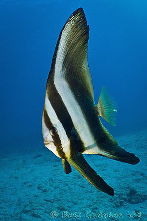 Batfish.  Ningaloo Reef, Western Australia.  Canon 40D & ... by Ross Gudgeon 