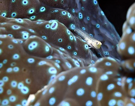 A goby resting on a the mantle of a giant clam. by Cal Mero 