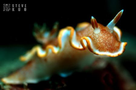 Nudi by Steve Kuo 