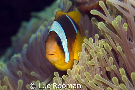 clownfish by Luc Rooman 