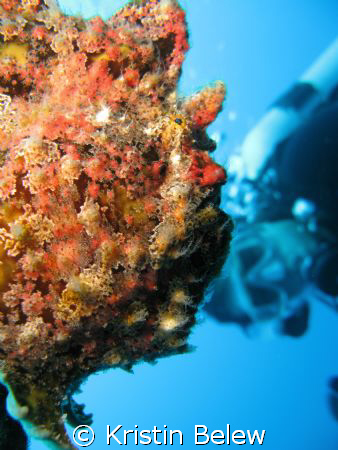 Whos Lookin at who? Commersons Frogfish with my dive bud.... by Kristin Belew 