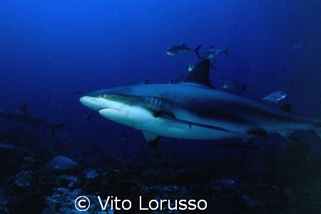 Sharks - Carcharhinus plumbeus by Vito Lorusso 