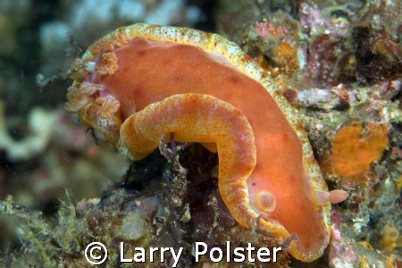 Unusual nudi in Anilao, Philippines D300 105VR by Larry Polster 