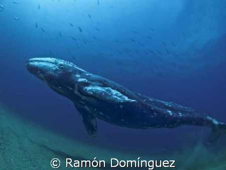 Calf of a Grey Whale at Cabo Pulmo by Ramón Domínguez 