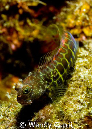 blenny! by Wendy Capili 