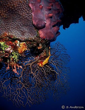This photo shows more evidence of the reef life that cont... by Steven Anderson 