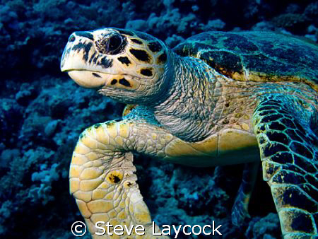 Hawksbill turtle by Steve Laycock 