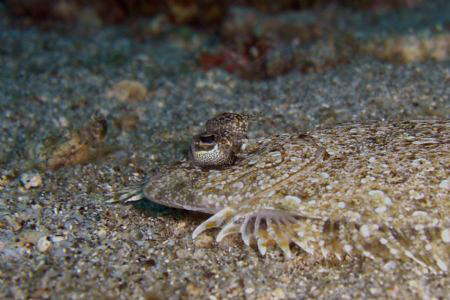 Flounder by Andrew Macleod 