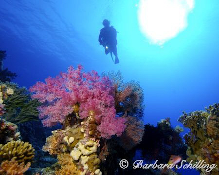 Beautiful soft corals in the red sea with a crystal clear... by Barbara Schilling 