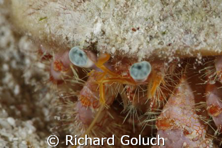 Blue-Eye Hermit Crab-Canon 5D-100mm Macro with MacroMate,... by Richard Goluch 