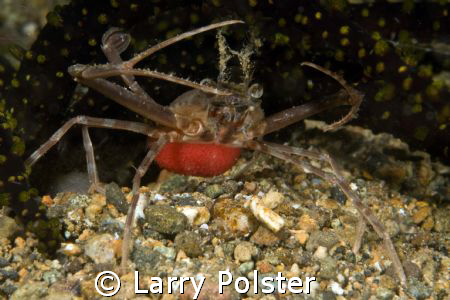 unknown crab with eggs, Alnilao, Philippines D300, 105VR by Larry Polster 