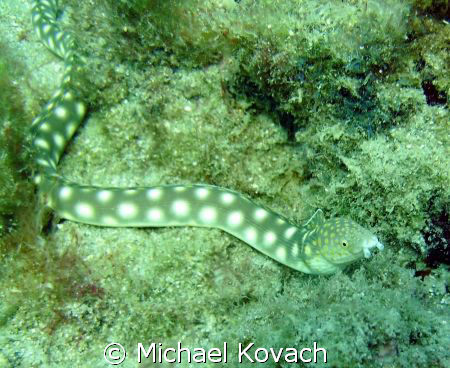 Sharptailed eel on the inside reef at Lauderdale by the Sea by Michael Kovach 