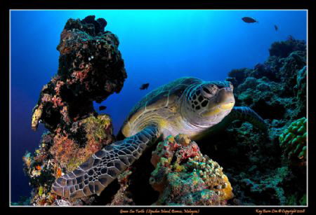 Green Sea Turtle, 

Nikon D300, Tokina 10-17 Fisheye by Kay Burn Lim 