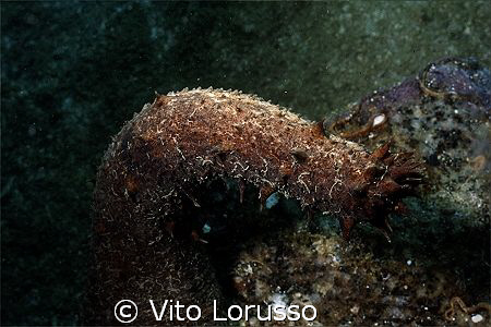 Echinoderms - Holothuria tubulosa by Vito Lorusso 
