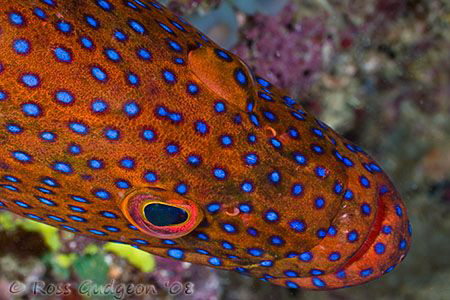 Coral Cod.  Ningaloo Reef, Western Australia.  Canon 40D ... by Ross Gudgeon 