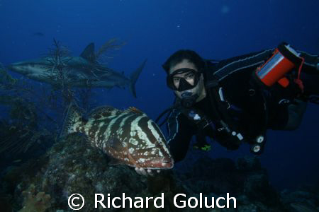 Diver with Nassau Grouper and Caribbean Reef Shark-Canon ... by Richard Goluch 