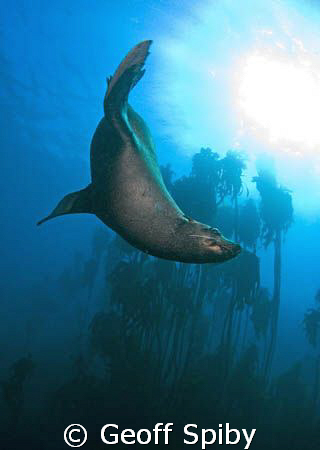 Cape fur seal, Cape Town by Geoff Spiby 