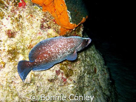 Soapfish seen on a night dive.  Photo taken August 2008 i... by Bonnie Conley 
