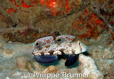 Ce beau gobi oeil de crabe pavanait devant nous. by Philippe Brunner 