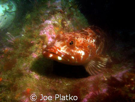 lingcod that was resting on the a rock during our dive of... by Joe Platko 