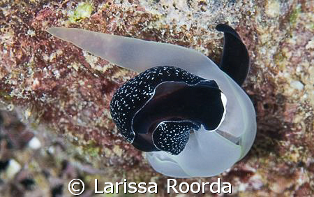 "The Swirl"  Cross-species mating? Chelidonura inornata a... by Larissa Roorda 