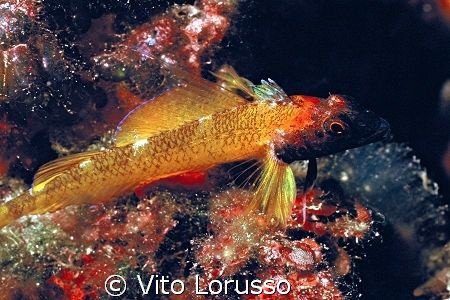 Fishs - Trypterigion delaisi by Vito Lorusso 