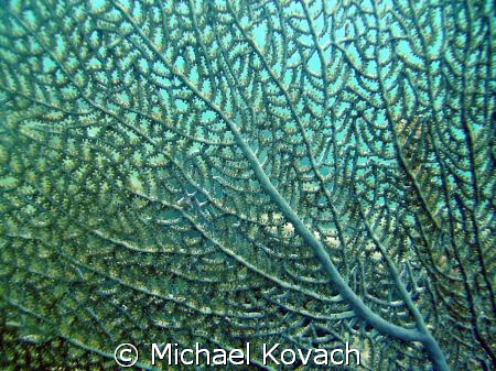 Sea fan on the inside reef at Lauderdale by the Sea by Michael Kovach 