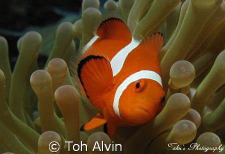 Clownfish by Toh Alvin 