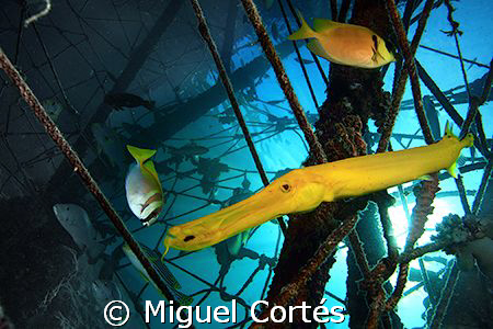 Life under the jetty of Mabul. by Miguel Cortés 
