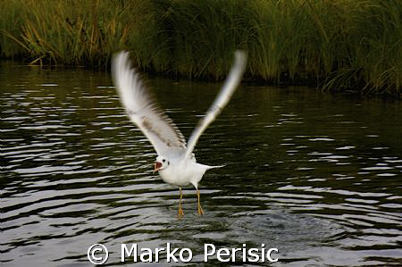 A Gull takes flight as i surface from a lake dive in Tilb... by Marko Perisic 