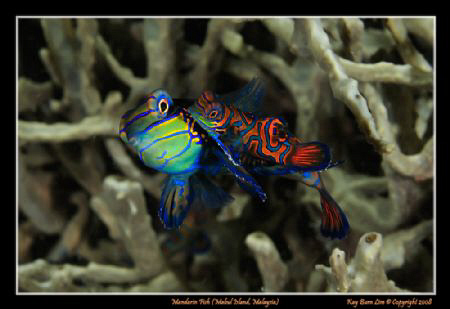 Mating Mandarin Fish, 
D300, Nikkor 60mm AF-S Macro by Kay Burn Lim 
