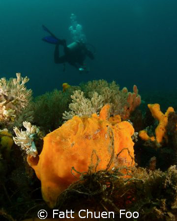 Too large for dinner?! Giant Frogfish hiding in coral wit... by Fatt Chuen Foo 