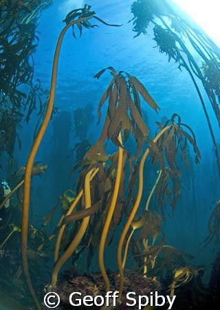 beautiful kelp-Ecklonia maxima
Cape Peninsula, Cape Town by Geoff Spiby 