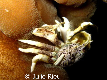 Anemone crab munching away, Koh Phi Phi, Thailand by Julie Rieu 